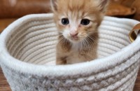 아깽이들 무한사랑으로 평생키워주실 집사님가족 기다려용~~