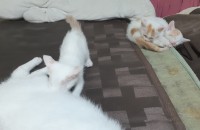 고양이 무료 분양합니다.(부산)