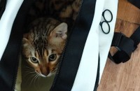 2살 벵갈 남아(중성화X) 분양합니다