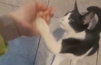 너무너무 이쁜 개냥이 소개해드려요