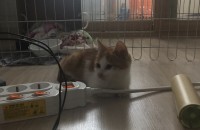 아기고양이 무료분양