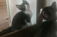 렉톨과먼치킨사이에서 태어난 아기들