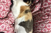 코리안숏헤어분양함