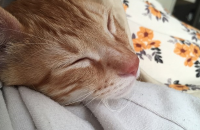 (부산)5개월 치즈 남아 분양합니다