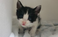 대구 북구 구암동 꼬마길냥이 분양합니다.