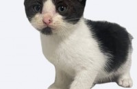 아기고양이 5마리 분양 보냅니다