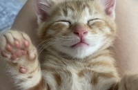 아기고양이 분양보내요!