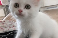 터키쉬앙고라 2개월 분양보냅니다