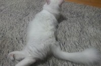 나폴레옹 종 고양이 암컷 분양합니다.