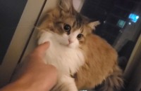 (부산)이민가게되어 고양이 분양합니다..