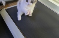 브리티쉬숏헤어