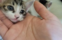 생후3개월아기고양이 무료분양합니다.