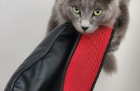 코리아 숏헤어 분양합니다~