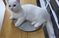 먼치킨 남아 분양합니다