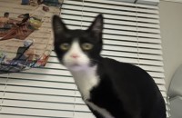 길고양이 23,4,8일생 4개월 (수컷) 무료 분양합니다.