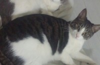 서울 3살, 2살 코숏 무료분양 합니다. 중성화o