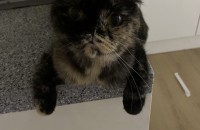 애교많은 폴드 사랑으로 키워주실분