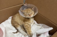 치즈 길냥이 아기 입양 하실 분 찾습니다