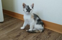 브리티쉬숏헤어 코리안숏헤어 믹스 여아 분양해요