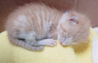 [분양완료]생후 3~4주 된 어린새끼고양이 분양합니다 (내용 有)