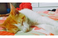 1살쯤된코숏 치즈태비무료분양해요