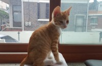 3개월정도 된 남아입니다.