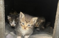 고양이아기들 분양합니다