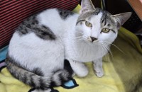 찡찡 꽁꽁 9개월 회사냐옹이들의 가족을 찾습니다!