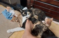 새끼 고양이 무료분양