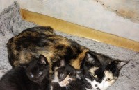 집고양이 새끼 무료분양