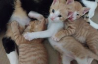 새끼 집 고양이 4수 무료 분양