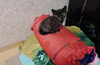 새끼 고양이 무료분양