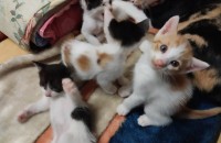 집고양이 새끼 4수 무료분양