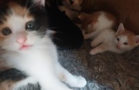 고양이 새끼 2수 무료분양합니다.