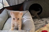 2022년 5월 23일생 아기고양이 2마리 분양합니다!