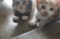 김해 고양이 무료분양 합니다♡