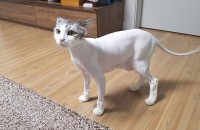 3마리 고양이 분양합니다