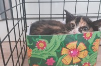 두달된 삼색아깽이 분양합니다 (ㅠㅠ!!!)