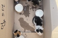 젖 때지도 못한 엄마잃은 아기고양이 무료분양 합니다 ..