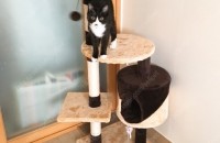 천안 코숏 분양보냅니다