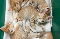 (경북포항) 아기 고양이 분양보내요~~