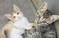 천사같은 아기고양이무료 분양합니다(부산)