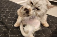 길고양이 페르시안 3살 남아 무료 분양 보냅니다.