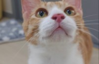 [서울/경기] 강아지가 환생한 고양이 체체의 평생 가족을 찾아요.