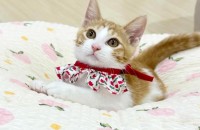 [서울/경기] 4개월 된 사랑둥이 진정 개냥이 단비 가족을 찾습니다.