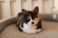 [서울/경기] 정말 못생겨서 아무도 데려가지 않으려는 걸까요? 꼬미도 사랑받고 싶어요.