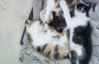 한국고양이 1달 여아3마리
