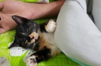 3달된 집냥이 무료 분양해요~