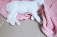 코숏 3개월 뽀찌