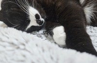 고양이를 자주 키워본 사람으로써 한마리 입양하려고 합니다